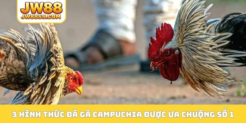 Đá gà Campuchia có lượng người theo dõi đông đảo