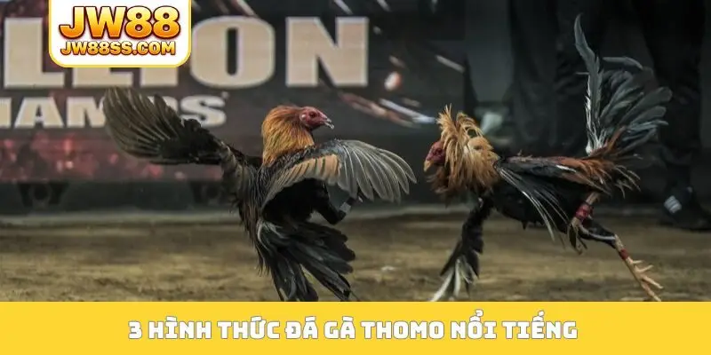 3 hình thức đá gà Thomo nổi tiếng