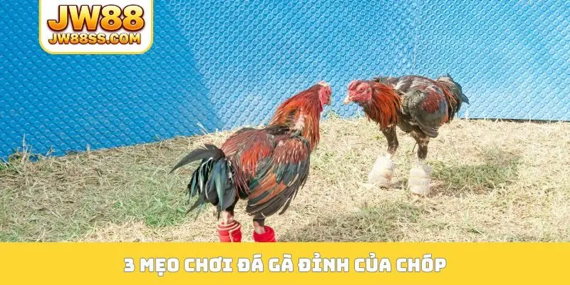 3 mẹo chơi đá gà đỉnh của chóp