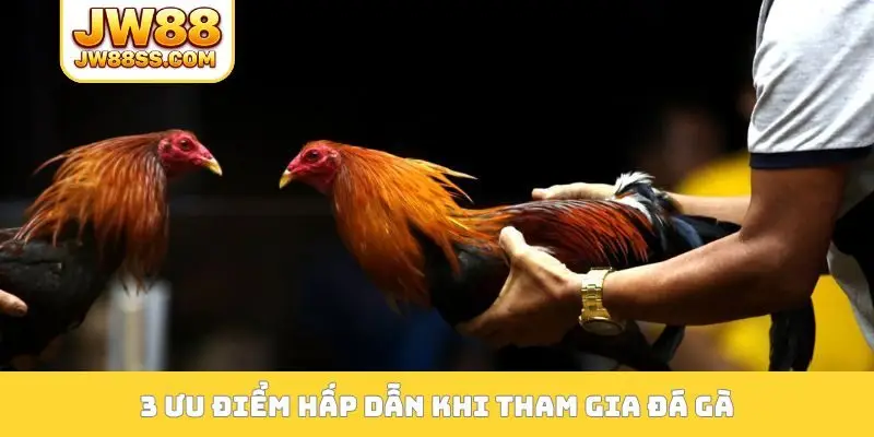 3 ưu điểm hấp dẫn khi tham gia đá gà