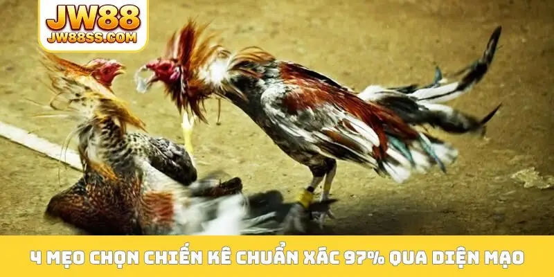 4 mẹo chọn chiến kê chuẩn xác 97% qua diện mạo