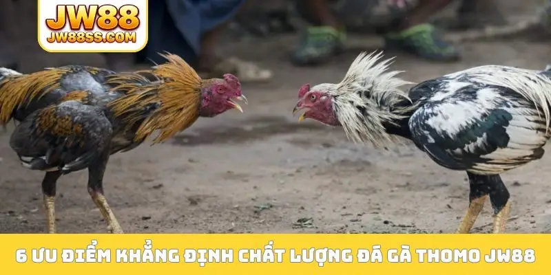 6 ưu điểm khẳng định chất lượng đá gà Thomo JW88