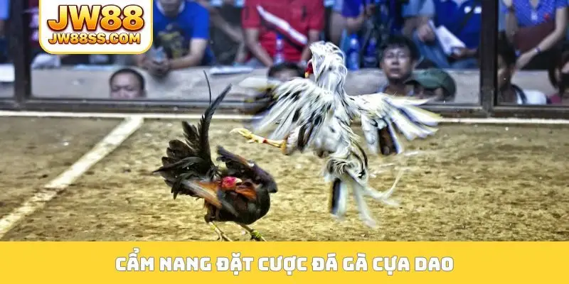 Cẩm nang đặt cược đá gà cựa dao