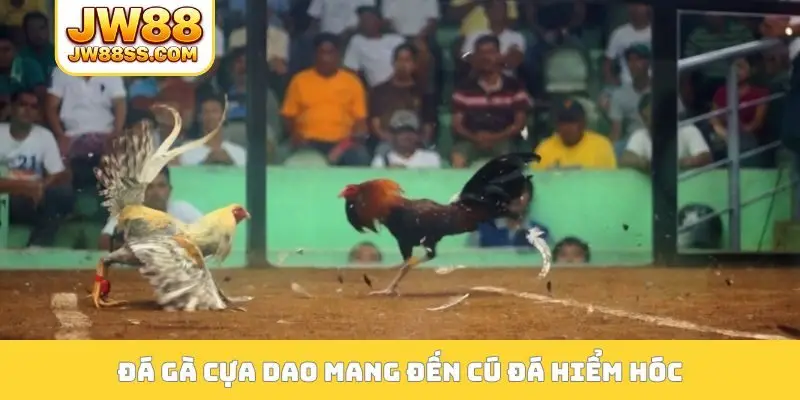 Đá gà cựa dao mang đến cú đá hiểm hóc
