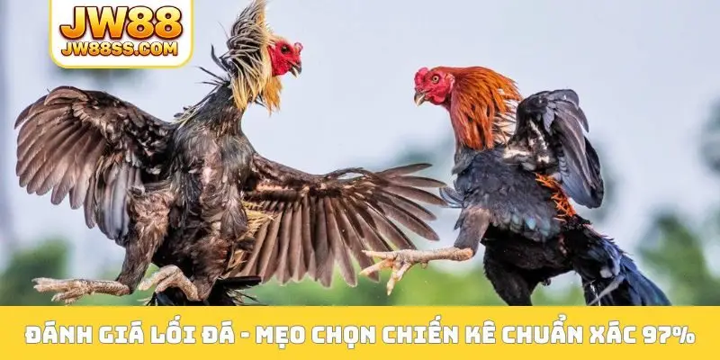 Đánh giá lối đá - Mẹo chọn chiến kê chuẩn xác 97%