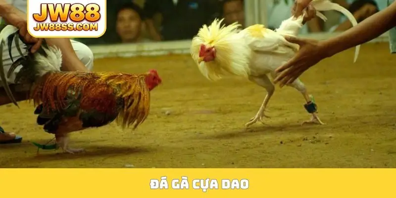 Đá gà cựa dao