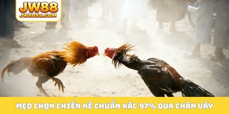 Mẹo chọn chiến kê chuẩn xác 97% qua chân vảy