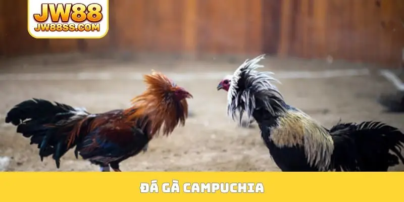 đá gà campuchia